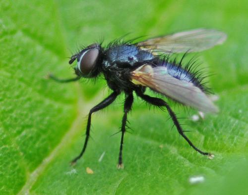 Réf. 316 730 : Dufouria chalybeata